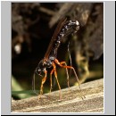 Dolichomitus sp - Schlupfwespe 07 32mm - OS-Hasbergen-Holzlagerplatz.jpg